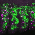 Drechsler, Paululat &amp; co show first evidence for a myogenic role of Fzr and APC/C; more in our free Research highlight: ow.ly/JQb530lera8