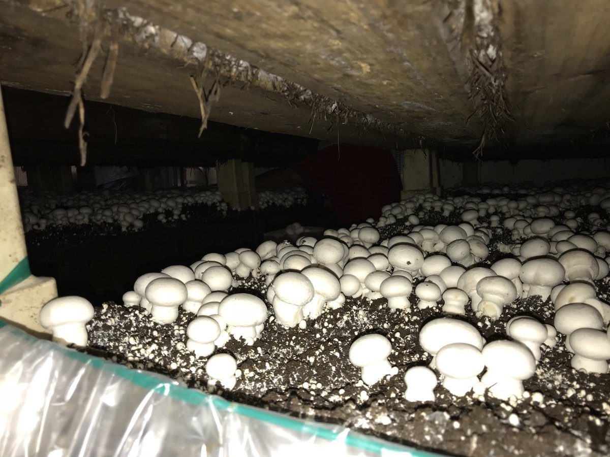 bvandewalle2's tweet photo. Excellent mushroom tour! One of the best parts of #nacaa_2018 conference! @agagents https://t.co/EMhfsnjCf8