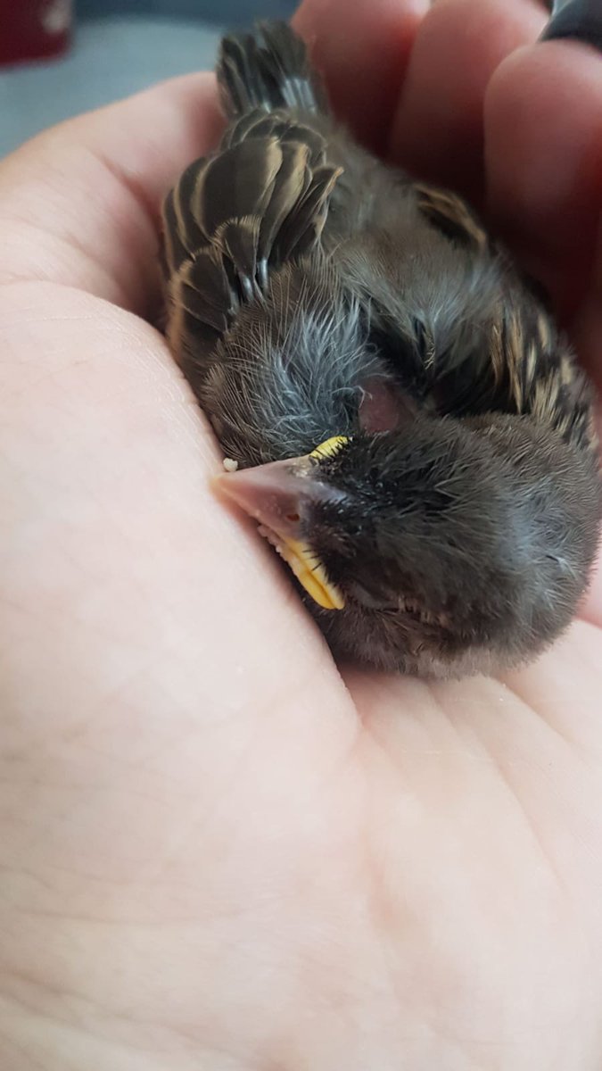 SmolBirbEmil's tweet photo. Sleeping Compilation the first

#emilquote #veryimportantbirb https://t.co/dnYPC23wYD