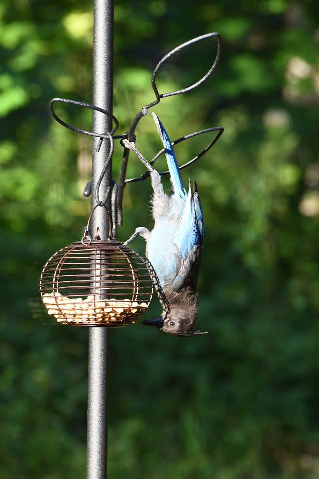 Wild Birds Unlimited On Twitter Special Thanks To Sandi And