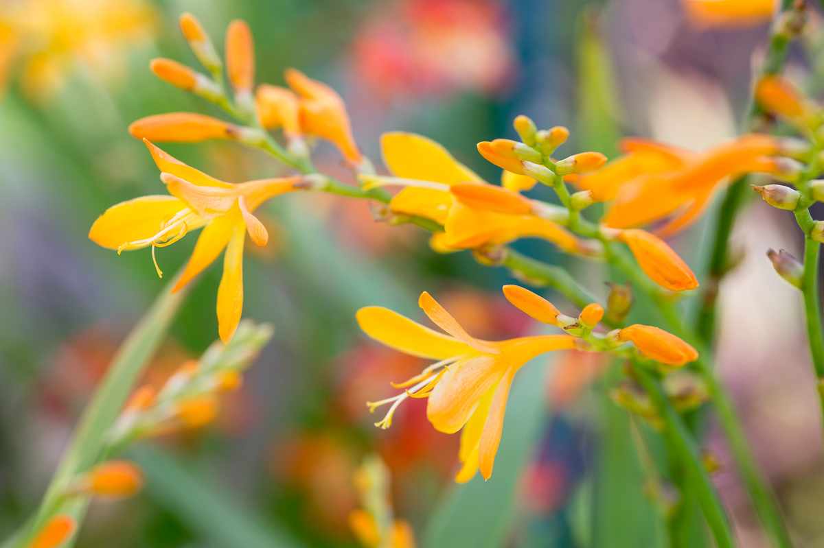 GWmag's tweet photo. Don't want summer to end? Act now for a colourful September and October: https://t.co/fM2mCPGOUE https://t.co/jZUnUIFRjx