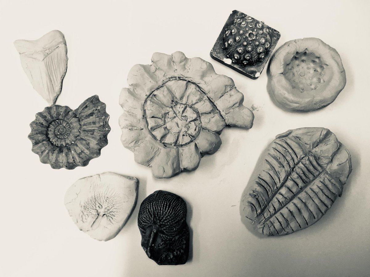MuseumandArt's tweet image. Have you heard about our popular #summerworkshops yet?
Join us on Wed 8 Aug between 11am &amp;amp; 1pm for #FantasticFossils
Fashion a #fossil out of clay and let us take you back in time to the time of the dinosaurs...
Only £2 per child.
For more info: bit.ly/2AAcABC