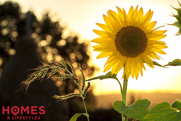 What are your plans for the long weekend? 🌞
