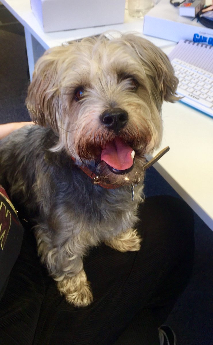 TeamHaystack's tweet photo. Haystack Digital have recruited a new member to the team, everyone meet Bertie. We are so happy that Bertie will be joining us for the next 3 weeks as our account executive Lauren is dog sitting. We think he took an extra shine to Gary π #dogsoftwitter #teamhaystack https://t.co/F2VRJmEMoF