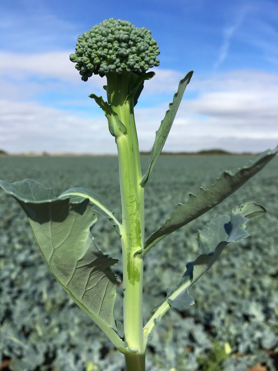 GrainneMeade's tweet photo. Fresh #bellaverde for dinner tonight - Spent the morning looking at this new variety in plot trials - it has #higheryield and #cleaner #greener stems! #sweetstem #broccoli @SeminisSeeds https://t.co/S2sVRx0tpV