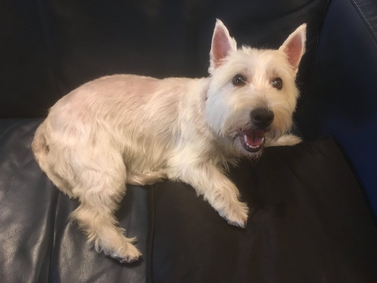 DogDazeUK's tweet photo. We are tired... but very clean and tidy. Our carers Steve and Chrissie took us to #Linella's  #doggrooming salon in #Bearwood, south of #Birmingham.

#DogsOfTwitter #dogs
#WestiesOfTwitter #Westies
#YorkiesOfTwitter #Yorkies https://t.co/uDL8xxMPfn