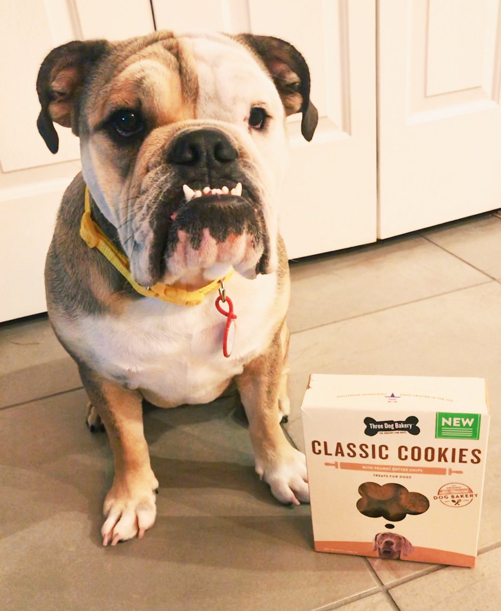 ashleyfarkas's tweet photo. Thank you @ThreeDogNews for the delicious peanut butter chip dog treats. Bailey loves them and is staring at me because she wants more! ๐คฃ โค๏ธ๐๐ถ#dogfluence #threedogbakeryhq #threedogsbakery #threedogbakery #dogsoflasvegas https://t.co/0HcUfogfPx