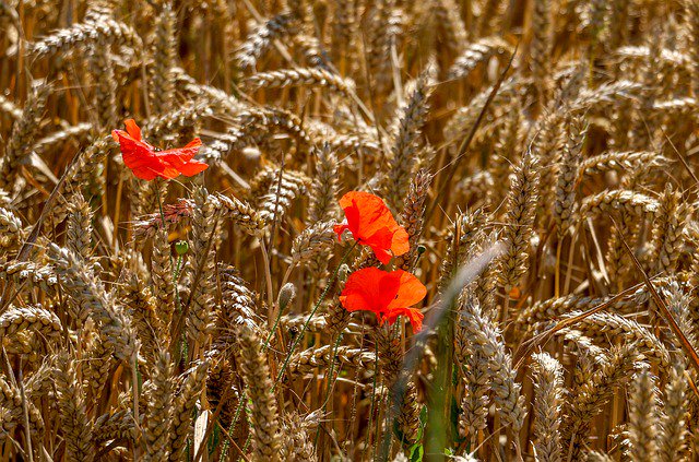 Corn poppies. Маки в пшенице. Колосья и Мак поля. Пшеничное поле с маками. Поле пшеница с маками.