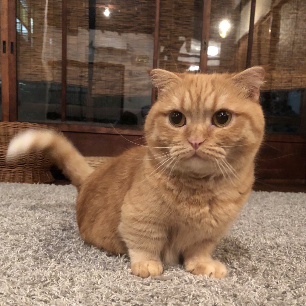 キャットアパートメントコーヒー 元 町家猫カフェ ネコが可愛い のは仔猫の時期だけ というフレーズに急に哀しみが止まらんのです そんなことない 大人の猫だってめちゃくちゃ可愛いよ 仔猫しかかわいくないなんてそんなこと絶対ない 成長していく姿を
