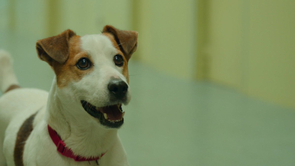 ¡Qué día tan nostáligo! Todos los 22 de diciembre mi padre me hacía levantarme pronto para ver la #LoteríaRTVE ¡Decía que repartíamos suerte! Podéis seguir el sorteo en DIRECTO en 🐶👉rtve.es/sorteos/loteri…