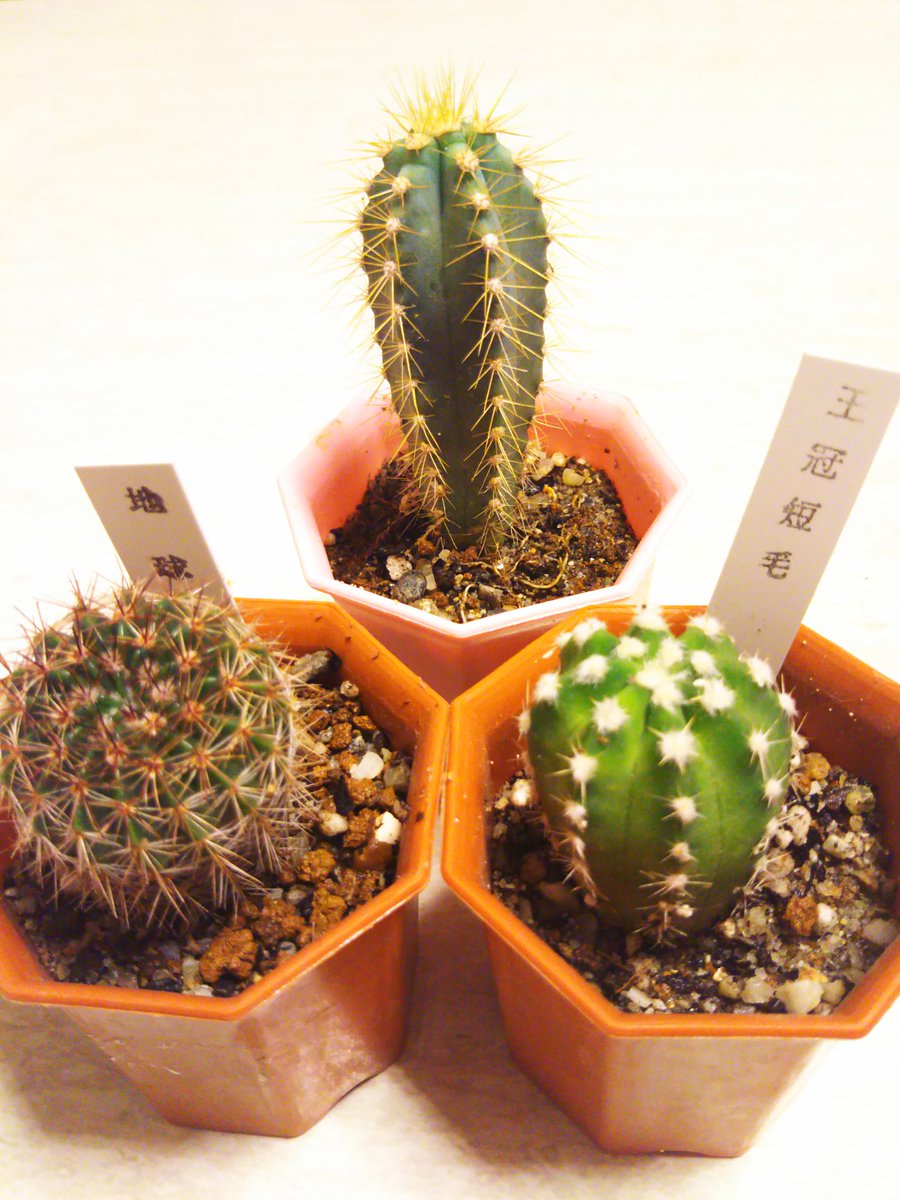 王冠短毛丸 王冠短毛丸