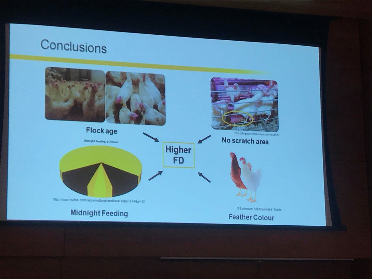 CCSAW_UofG's tweet photo. Brown hens suffer higher rates of #featherpecking. Check out these other conclusions from Caitlin's research. #ISAE2018 https://t.co/wpX90U4Zmi
