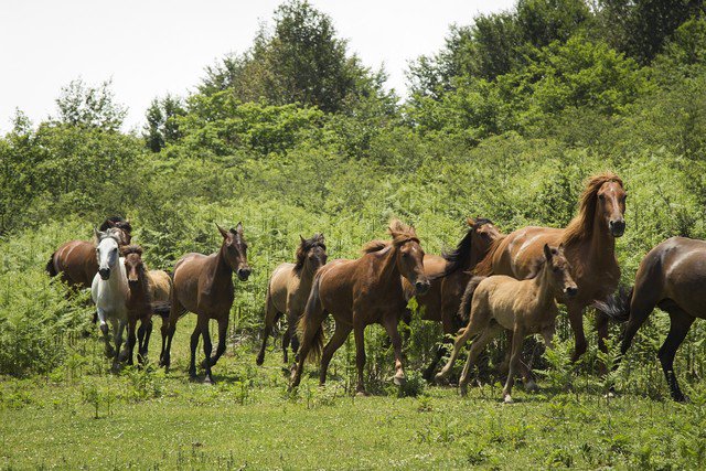 Thehorsebarn2's tweet photo. #horsesrunning #equestrianlifestyle https://t.co/rBgQ5tmjPc
