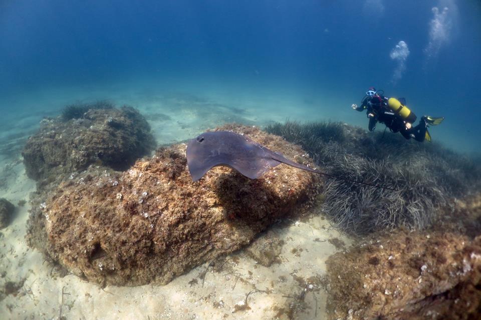 ClaudioBarriaO's tweet photo. Antes la presencia de #Rayas-látigo violeta (Pteroplatytrygon violacea) cerca de las #playas no te #alarmes, simplemente no las #molestes 😉 y no olvides subir tu avistamiento a @obsdelmar o por DM
Img: 4alldivers
#rayas #observaciones #Catalunya #Mediterraneo #Tarragona #Blanes https://t.co/ogqajMnN1A