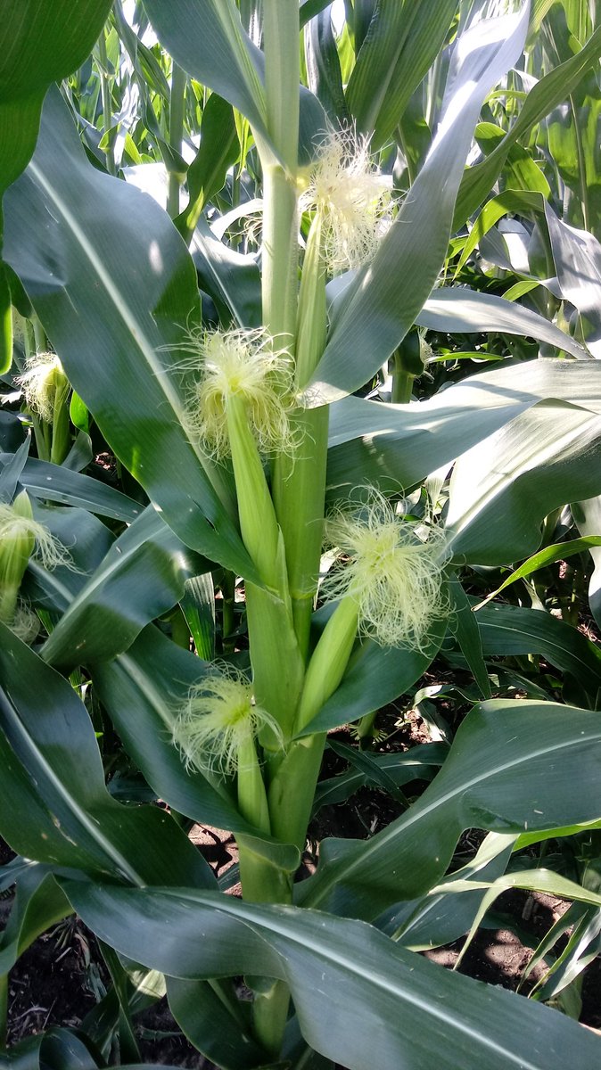 Marcus_A_3dad's tweet photo. Man I love 52-61 #EARFLEX #dekalb https://t.co/PKGVxySiQc