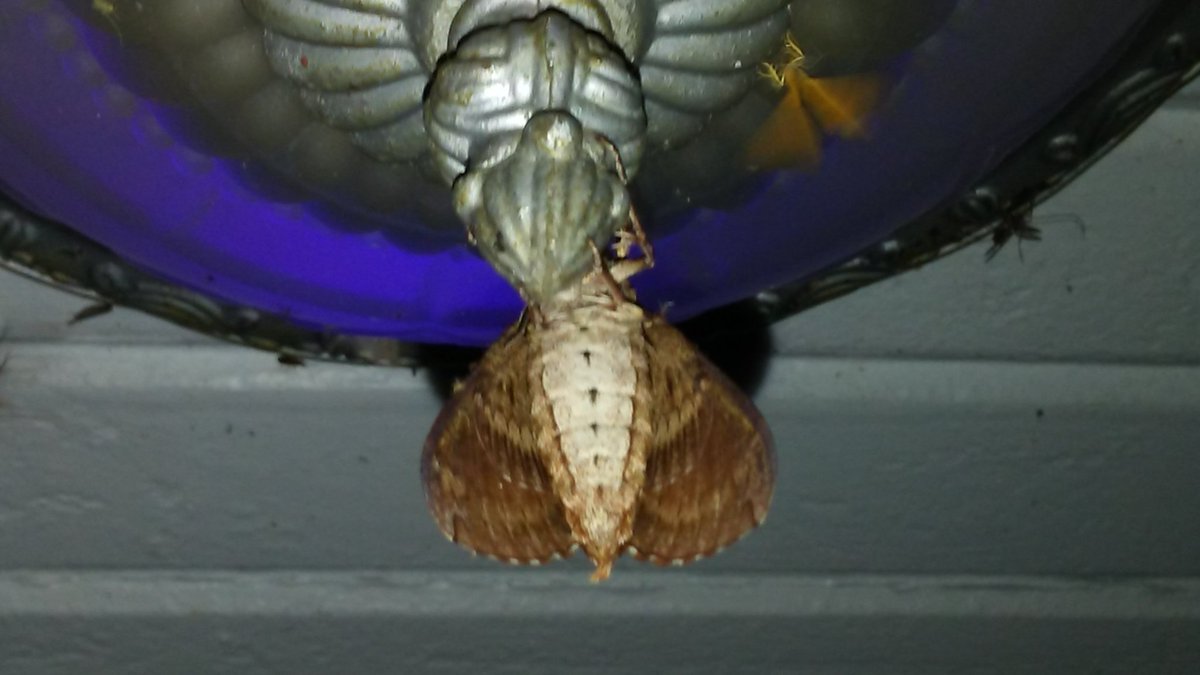 JonieSmock's tweet photo. Ok! So over the last few days I have met several beautiful critters. Some of them I've met before but a few where totally new to me! Here are their faces. Anyone know who this moth is? #Entomology #BugBuddies #BeCurious #BeKind https://t.co/ZNTq3xaXiV
