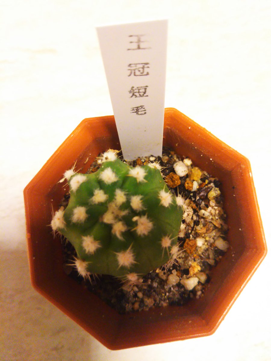 王冠短毛丸 王冠短毛丸