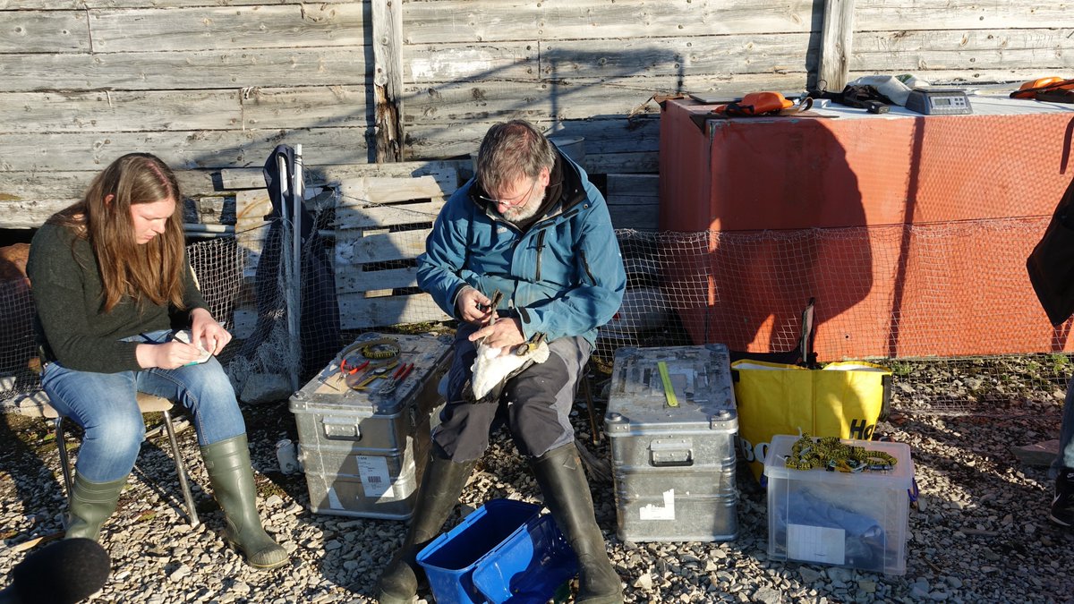 SwissArcticProj's tweet photo. Die @SwissArcticProj TeilnehmerInnen bei der Mithilfe bei der Weisswangengänse Forschungsstation von Dr. @maartenloonen.
#SwissArcticProject2018 #letskeepourplanetcool #GemeisnamfürdieUmwelt #ClimateChangeIsReal https://t.co/Aj5iEw0zma