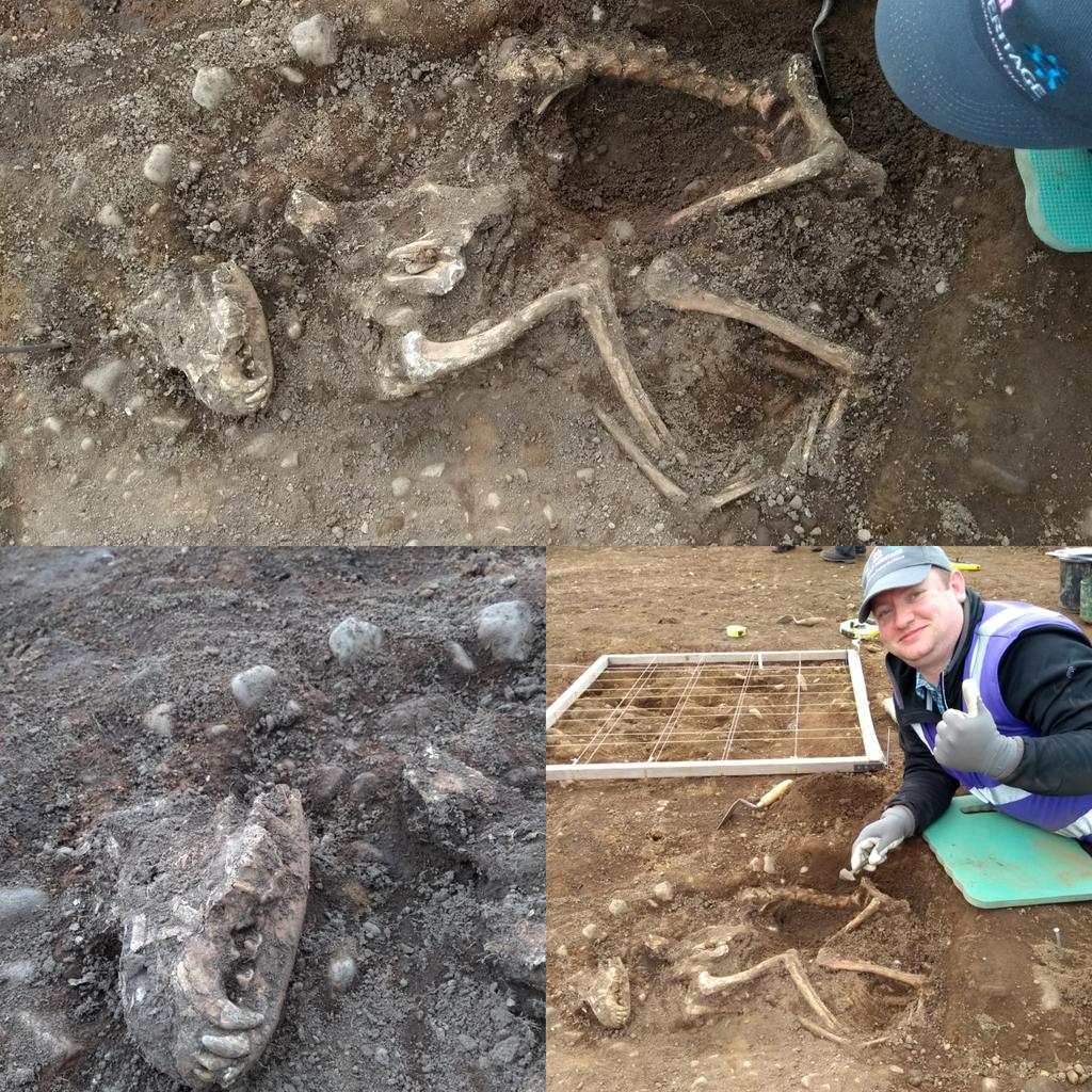 CLUTHA2018's tweet image. Any dog experts out there help us identify our #draffandug ? @tookiebunten @UofGArchSoc #archaeology #cap18