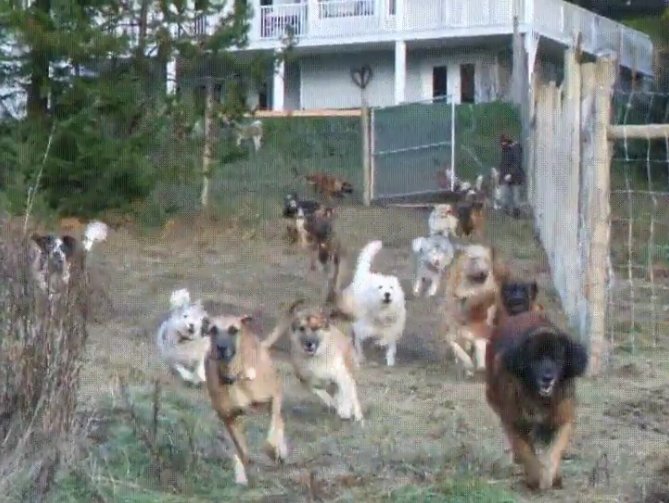tawaky128's tweet photo. Man adopts 45 dogs and sets them free on his 4 acre enclosed land. https://t.co/LOvBBxEx7t