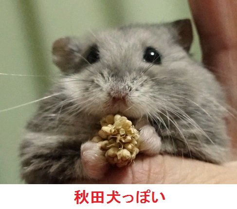 暑い夏をハムスターの面白い画像でのりきろう が可愛すぎて夏を乗り切れそう 可愛さと変顔満載のハムショット Togetter 暑い夏をハムスターの面白い画像でのりきろう が可愛すぎて夏を乗り切れそう 可愛さと変顔満載のハムショット Togetter