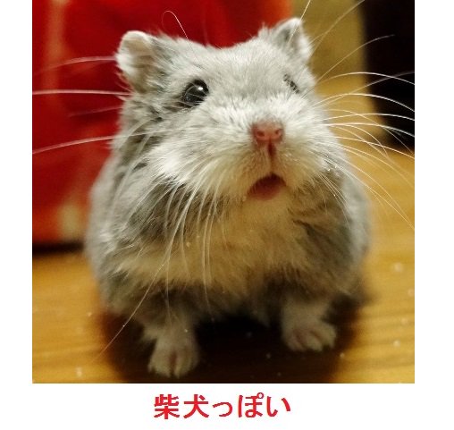 暑い夏をハムスターの面白い画像でのりきろう が可愛すぎて夏を乗り切れそう 可愛さと変顔満載のハムショット Togetter 暑い夏をハムスターの面白い画像でのりきろう が可愛すぎて夏を乗り切れそう 可愛さと変顔満載のハムショット Togetter