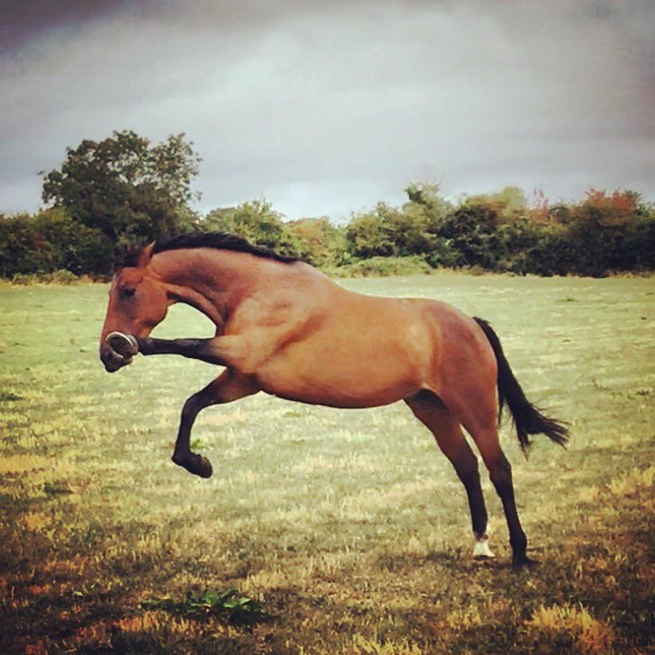 AmateurEventing's tweet image. Yippeeee almost the weekend. What horsey plans do you have for this weekend?? We have a quiet Saturday but on Sunday we are off to a pony pole party... I know I haven’t a clue either! Will report back Sunday 😂 #livingfortheweekends #horsebloggers