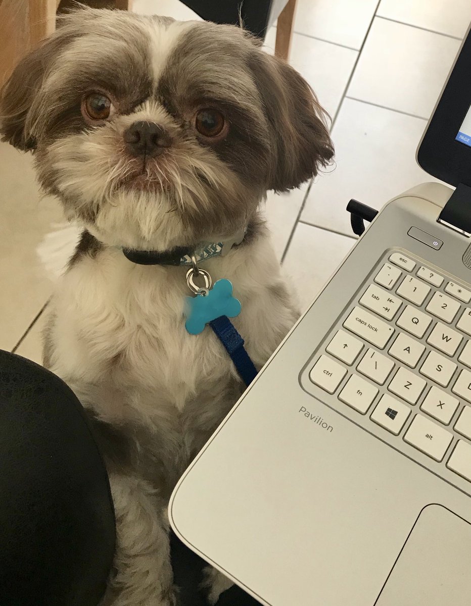 Harley_shihtzu's tweet image. Wish mummy would stop studying!!! 😠 maybe if I stare at her for long enough she’ll give up 🤣🤣 xxx