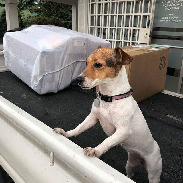 AGCargoPma's tweet photo. ¡La jefa Indy pendiente a cada detalle y a cada carga desde nuestra sucursal de Bethania! Recuerda que si tienes paquetes📦📦 puedes venir a retirarlos hasta las 🕠5pm https://t.co/wwtN8QaDR0 https://t.co/7o6JWWQFnR