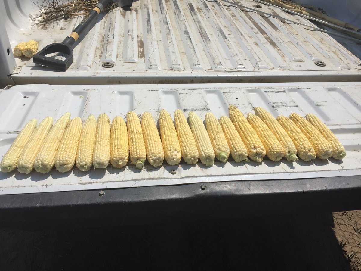 austinwiley014's tweet photo. Dan, Ben, and I went out and explored the #Allegiantseed corn plot this afternoon! There is a large variety ranging from 103 day all the way to 90 day. Get ahold of your local @CHSMidwestCoop agronomist about our #ProPlot day to learn more about each breed! @CHSInterns https://t.co/A6hQCGWdOV