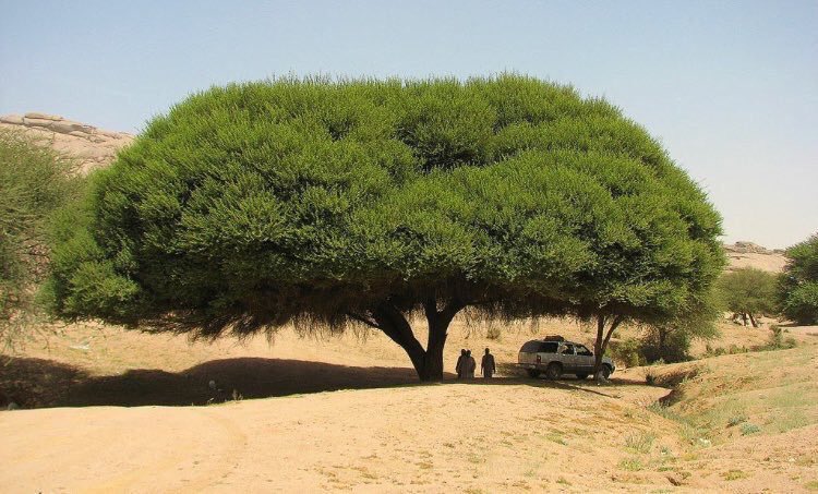 شجرة U Tvitteri أفضل ٤ أنواع من الأشجار الصحراوية مناسبه في الصحراء والمحميات الملكية وتتحمل الأجواء الحارة والبارده والجفاف لفترة طويلة ونستطيع عمل بها غابات ١ الطلح النجدي والعراقي ٢