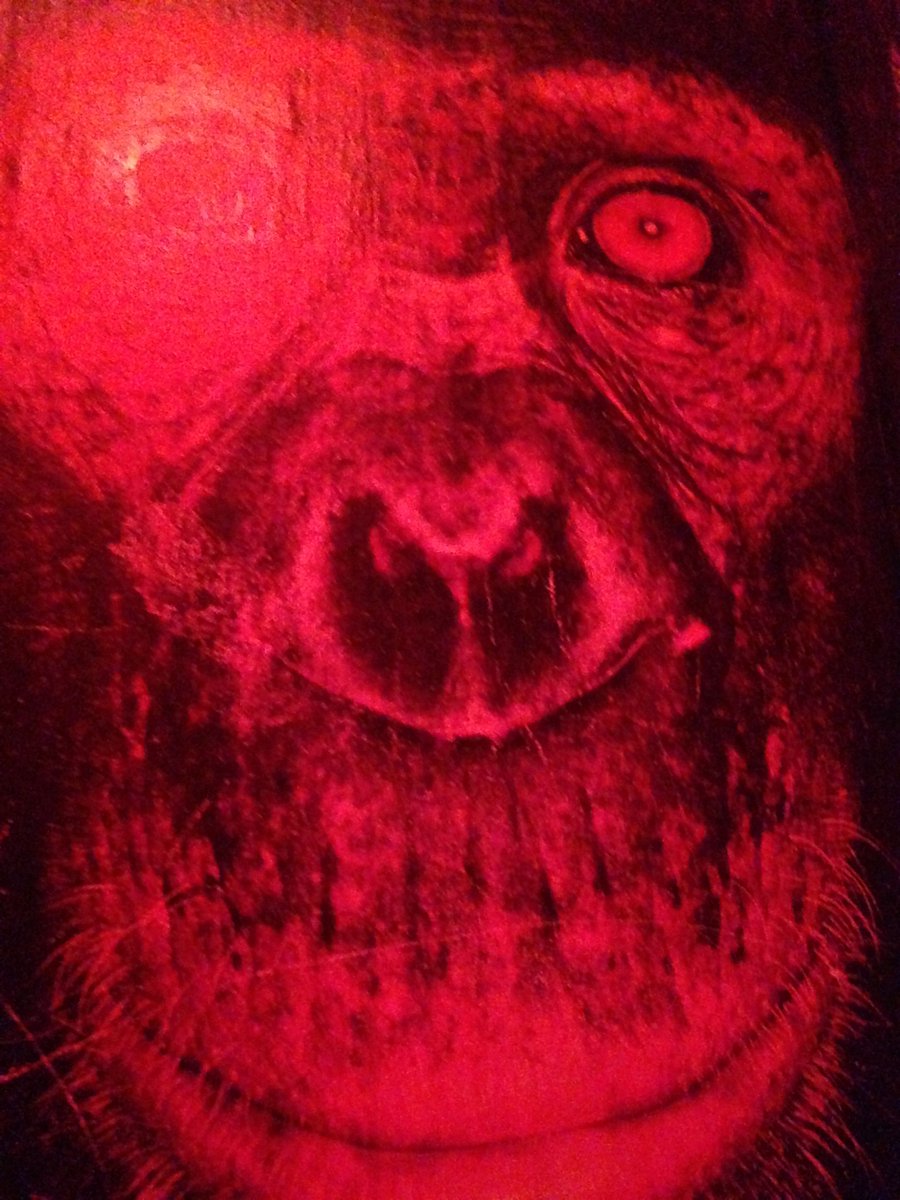 maxiwild's tweet photo. Monkey madness. <3 https://t.co/YpsQ9WiGHO