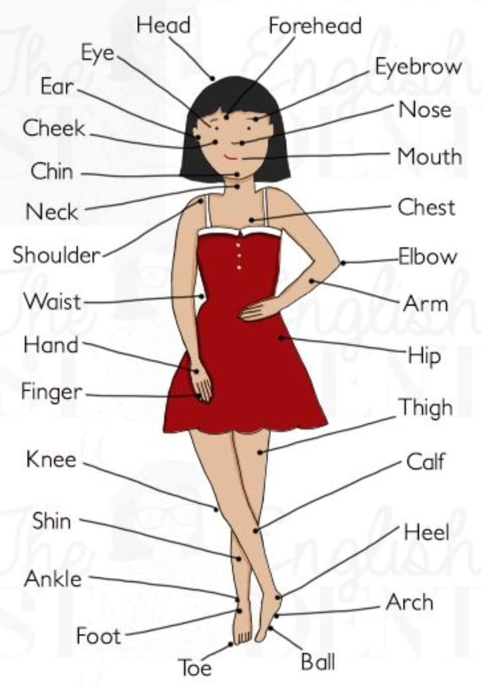 Body Parts Name in English with Pictures  Human body parts, Human body  vocabulary, Body parts