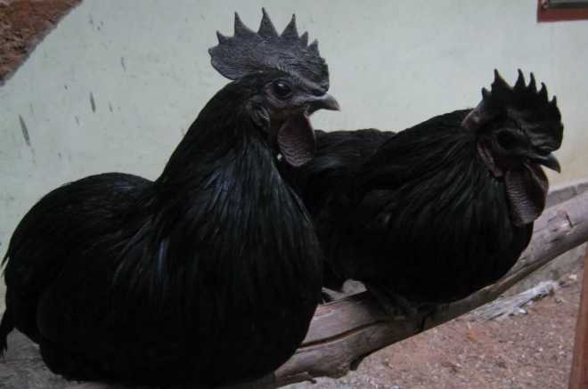 Как называется черная курица. Аям Цемани куры. Петух Аям Цемани. Черная курица Аям Цемани. Аям Цемани куры яйца.