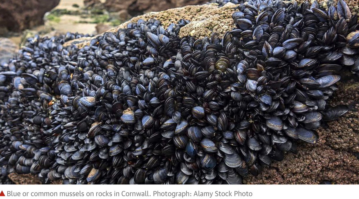 technoscan's tweet photo. MICROPASTICS IN MUSSELS
In UK supermarkets “70 particles of micro plastic were found in every 100 grams of mussels”. Example of technological regression.
https://t.co/OQPOQf96hJ
Ref: @Recycling2k18
A #TechnologyLandmark for an #OmegaMap
Functionality emphasised: #Store_Matter https://t.co/QsgBhBh2mt