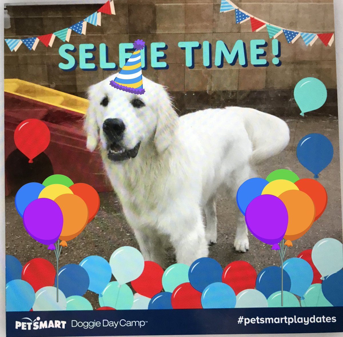 Framingham Petsmart tweet media