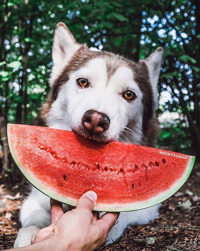 Huskyyjay's tweet photo. This is a gift for you, mark lee 💓🍉 @NCTsmtown https://t.co/QImui2XlH4