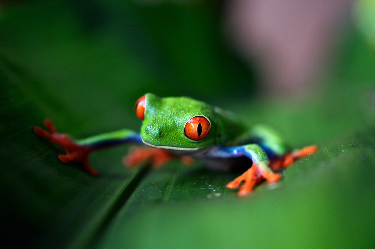 NMSTuition's tweet image. My favourite #French word:

grenouille (noun, feminine): frog