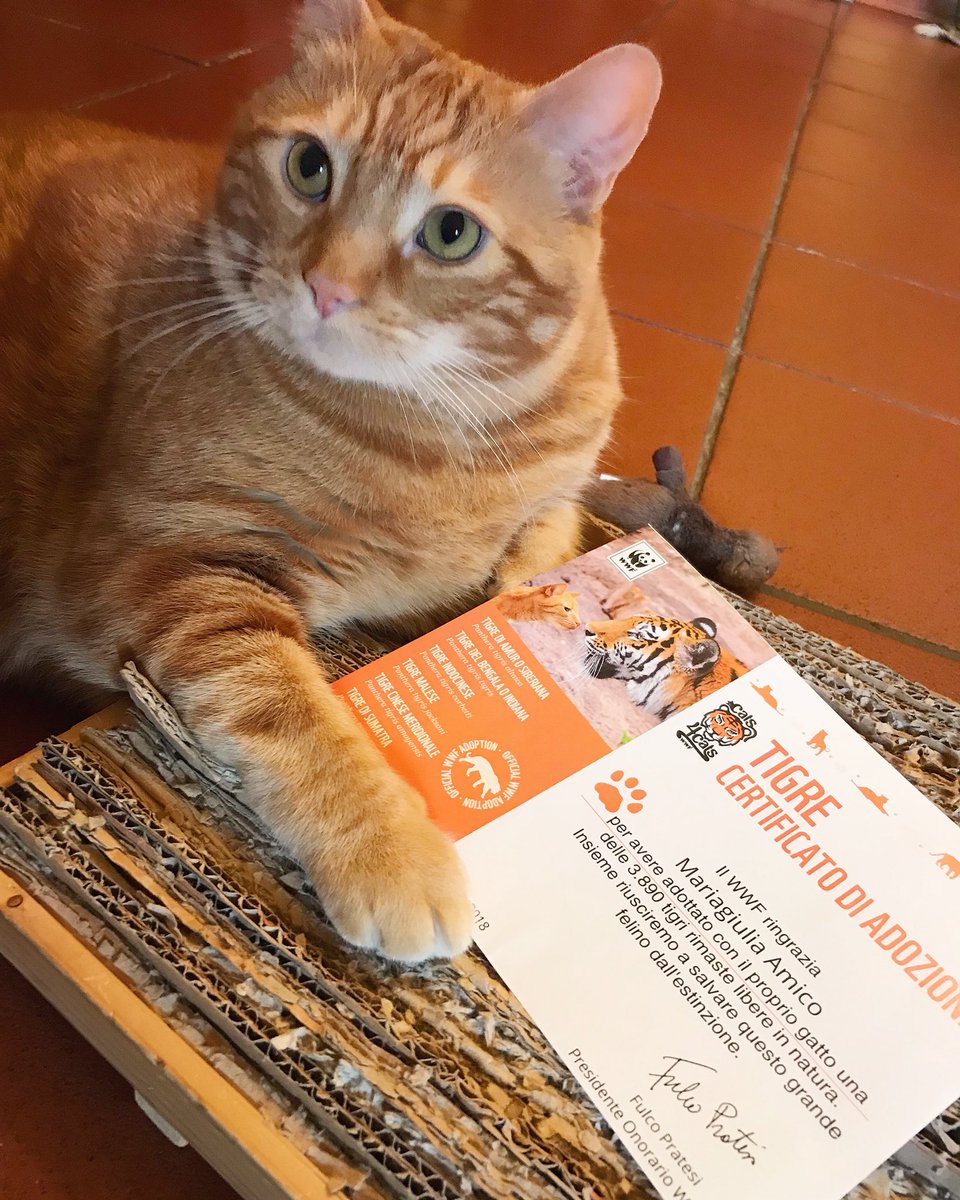 Juddy1208's tweet photo. E adesso la tigre dove la mettiamo?? 😜🧡
#wwf #cats4cats #savetigers #cats #tigre #gatto #bigcats #savebigcats #animallovers #love #ilovemycat #cat #tiger @WWFitalia @WWF https://t.co/CuDq2X18Ki