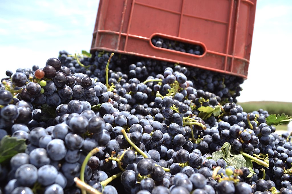 CasaMadero's tweet photo. ¡Estamos de fiesta! ¡Qué gran cosecha!
#casamadero #valledeparras #coahuila #cosecha2018 #vinomexicano https://t.co/uthshW3ukO