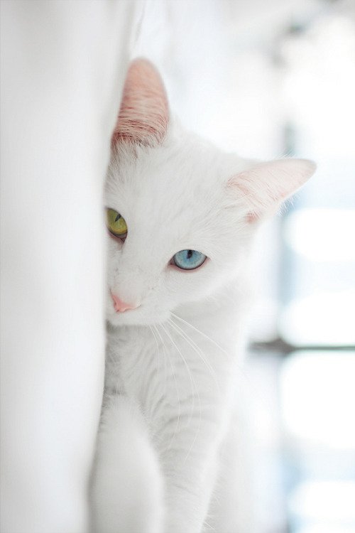 Greenz_ca's tweet photo. Did you know that CBD can be helpful for pets with anxiety and pain? For cats start with 0.1 mg/kg twice daily and increase to 0.5 mg/kg twice daily 🐾 https://t.co/jURhK0vNfW