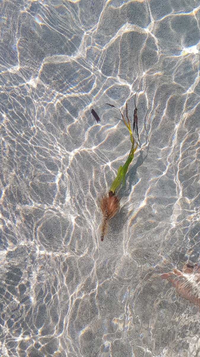 Un impacto no antropico sobre la #Posidonia, el mar y los temporales
