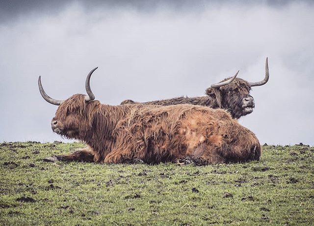 MuroBuro's tweet photo. Up in the clouds with these fine specimens. Highland coos in the Lowlands. 
Lammermuir Hills, Scotland.
///
#visitscotland #cows #exploreeverything #getoutdoors #greatoutdoors #lammermuirhills #highlandcow  #letsgosomewhere
#properadventure #greatbritain… https://t.co/ve0488CQDA https://t.co/veGqZut5V3