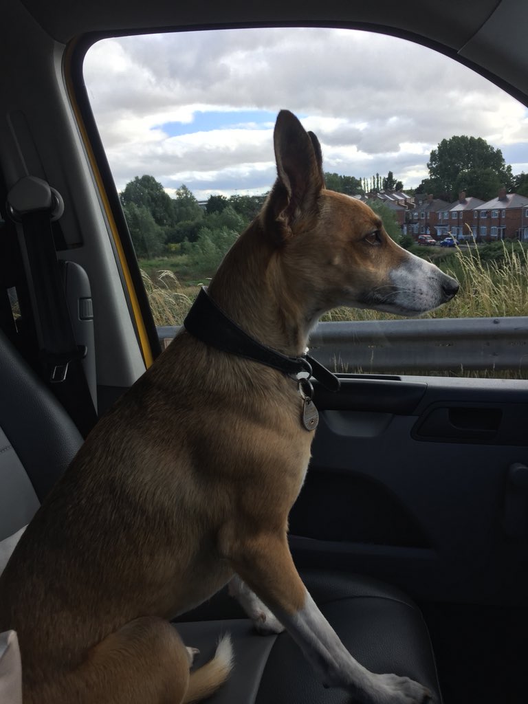 mardybumkate's tweet image. King of all he purveys @DT_Darlington #bobthedog #lovethispup