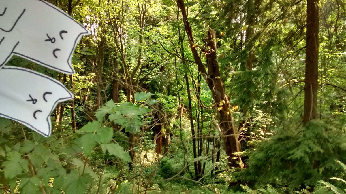 ghostcatscomic's tweet photo. The #GhostCats have been floating around in nature a lot this week, but it's back to the comics grind tonight! #forestcats #hauntedforest #forestghosts #coastalBC #parkcats #parkghosts #hauntedpark #Vancouverghosts #ghostsofVancouver https://t.co/MQjqbEylSP