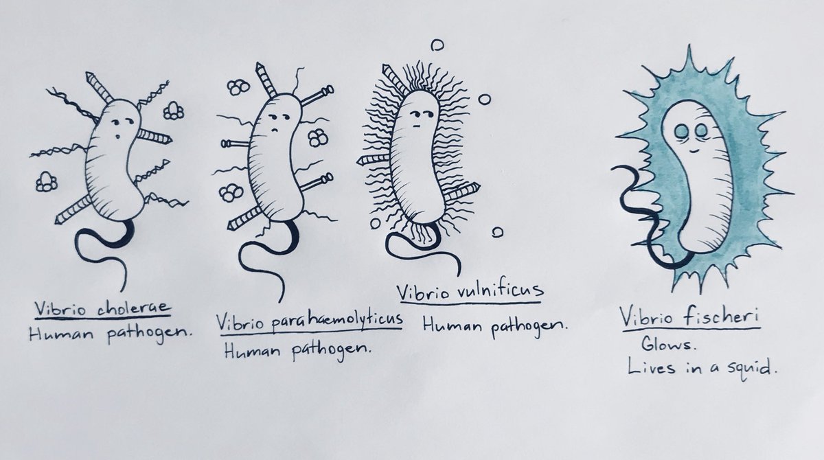 We all have that one weird cousin. #vibrio #evolution #SciArt