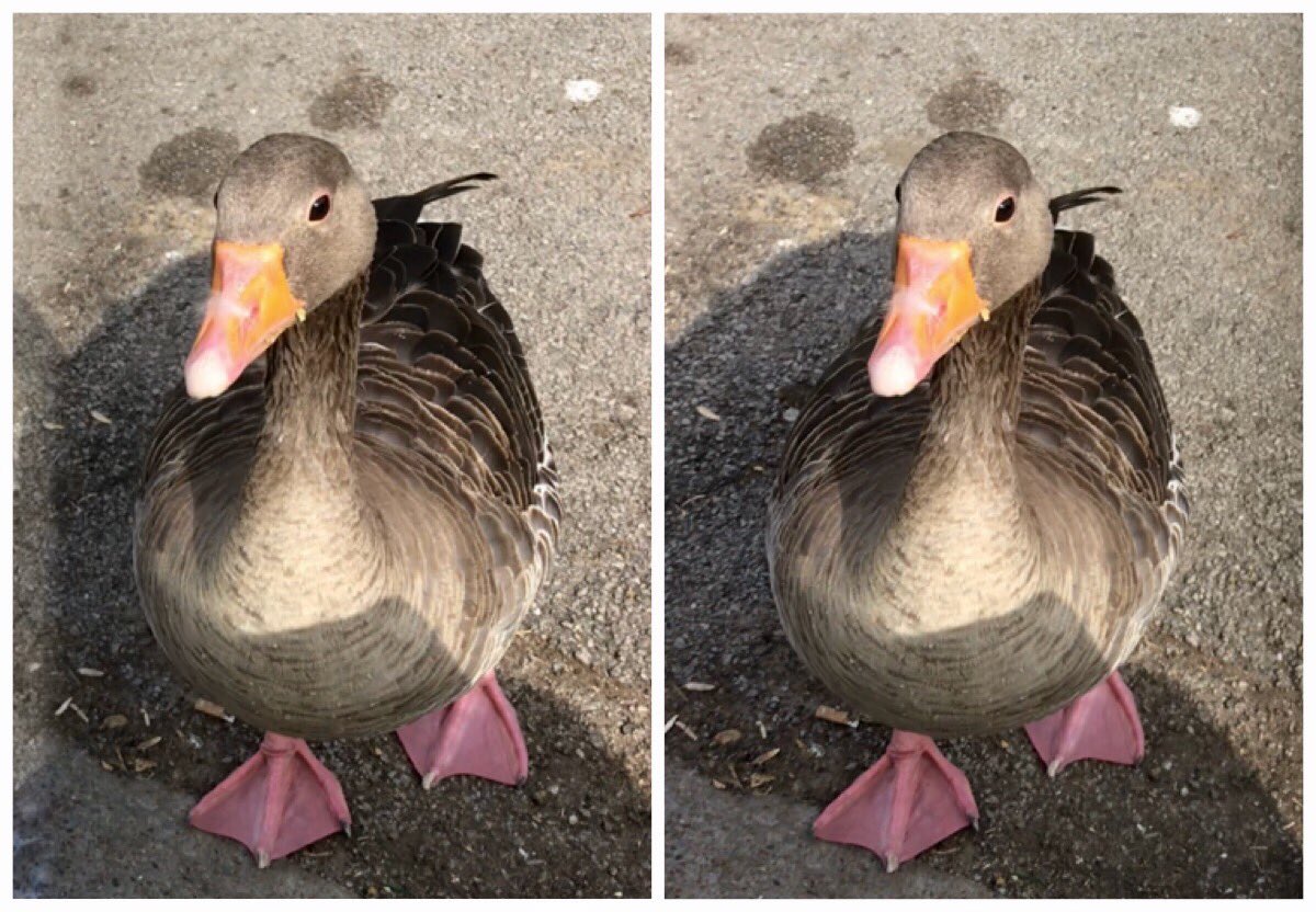 Helen_lrc's tweet photo. A Greylag Goose in my local park yesterday. Taken on an iPhone 7 with mini beam splitter attached. #KulaBebe 
For cross-eyed viewing. https://t.co/CrOobGxl51