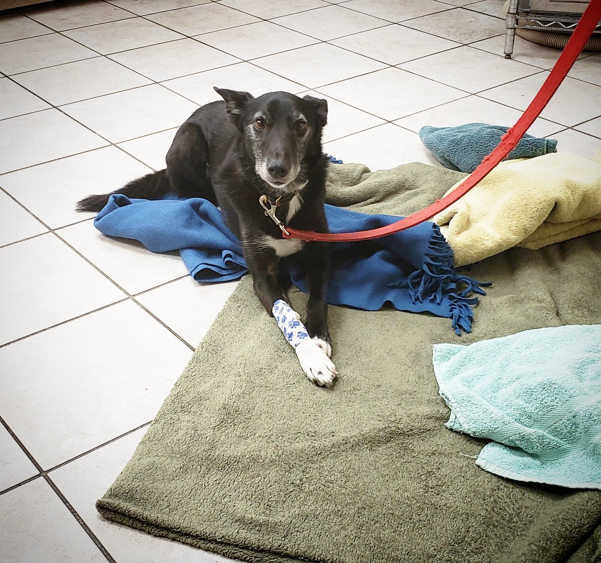 AjaxAH's tweet photo. Awwww, we love Skills!
He is Dr. Lisa's #WhippetCross and is enjoying resting "beside" the fuzzy blanket while he recovers from his dentistry!
😁 #goodboySkills 💕
#petshaveteethtoo #veterinarydentistry #caninevet #dogcare #ourvetshavepets https://t.co/8FsdufhCOP