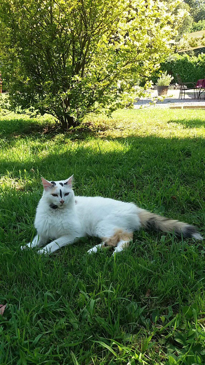 threeyearsafter's tweet photo. #postyourcats nous avons récupérée Judy sous alimentée et sans aucune force ni poil, maintenant c la plus belle https://t.co/kcYDBlzUSg