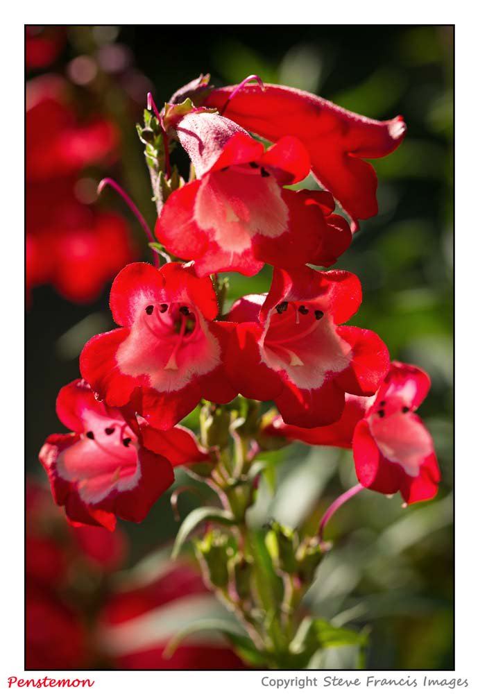 Thanks for RTs &amp; favourites. The penstemon are flowering well in the back garden, beautifully caught by the evening sun.